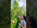 Petik apel putih melimpah sampai berserakan #wildfruit #estonia #buahapel  #farming #panenbuahsegar