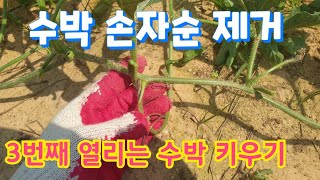 수박 재배 시 손자순 제거, 3번째 열리는 수박 키우기(How to grow watermelon)