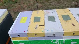 Overwintering Nucs