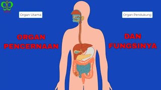 HUMAN DIGESTIVE SYSTEM | DIGESTIVE ORGANS AND THEIR FUNCTIONS