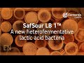 SafSour LB 1™ by Fermentis - Launching now - A new heterofermentative lactic acid bacteria