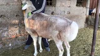 (195) Кыргызский Гисар..