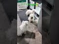 Doggies at 7-11