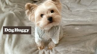 ヨークシャーテリアのポコちゃん【DogHuggy お預かり動画‎´•ﻌ•`🐾】