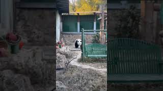 💖粉丝专属:和小鸟🕊️一起作游戏！🐼萌兰 #大熊猫 #funny panda video