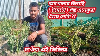 বিলাহী গছত ফুল-ফল অহাৰ সময়ত  তিনিটা মাৰত্মক ৰোগ । How to care Tomato plants in flowering stage