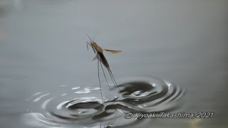 【Slow Motion】Water striders can fly. 【Chronos 2.1 Highspeed】