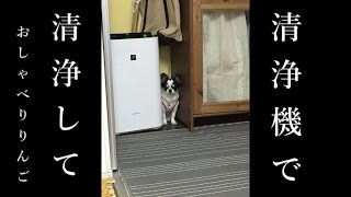 チワワのりんご～ブサ可愛いおしゃべり犬～　私はここで住む・・。空気清浄機で消臭して！スネてへんし！