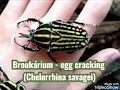 chelorrhina savagei egg cracking