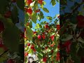 Crab Apples looked good to see but has a soury taste! #shortsvideo #viralvideo #shorts #canadalife