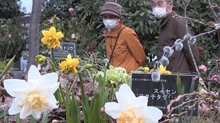 春の花　一足早く　札幌・百合が原公園の温室