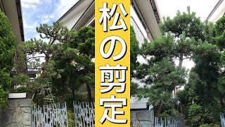 （これなら自宅で出来る！？）ボサボサのクロマツをサッパリさせる剪定動画（字幕対応）