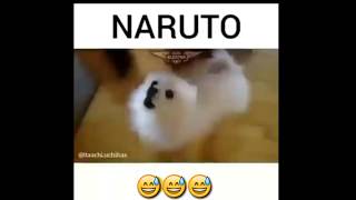 Lagu Naruto Versi Anjing 😅😅😅