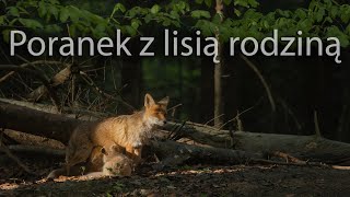 Poranek z lisią rodziną. Z życia fotografów przyrody. Beautiful morning with a fox family.