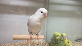 ☆ペットプラザ本羽田萩中店　コザクラインコ（ホワイトフェイスオーストラリアンシナモンバイオレットオパーリン）