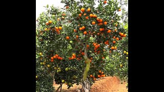 HOW TO HARVEST PIXIE ORANGES IN UKAMBANI