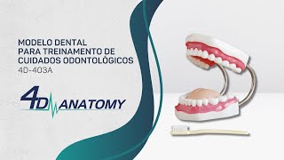 4D-ANATOMY | 4D-403A | Modelo Dental para Treinamento de Cuidados Odontológicos