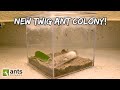 A New TWIG ANT COLONY (feat. LIGHTS CAMERA ANTS)