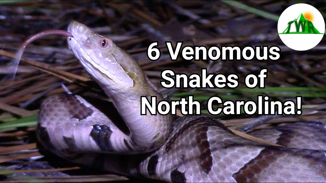 The Six Venomous Snakes Of North Carolina: How To Identify A Venomous ...