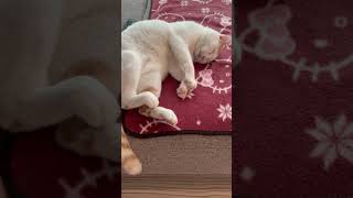 朝は眠い猫#猫動画#cat #癒し猫#ねこと暮らす #はちわれ猫#ねこのいる生活