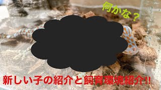 【爬虫類】【お迎え】新しい家族が増えました🦎