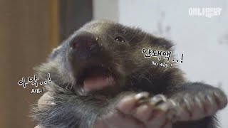 아기 오소리를 건들면 아주........귀엽다.ㅣWhat Happens After Saving A Nearly Dying Badger Is LIT