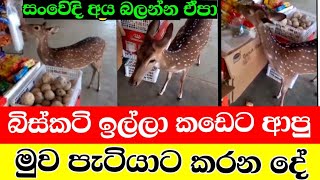 කැම  ඉල්ලා කඩෙට අාපු  මුව පැටියාට | The innocent baby deer begs for food from a shop | animal video