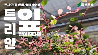 트리안 잎이 우수수 떨어진다면 관리가 필요합니다!! #식물키우기 #공기정화식물 #플랜트샘