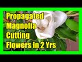 Magnolia Flower in Cutting propagated Little Gem Magnolia in 2 Years