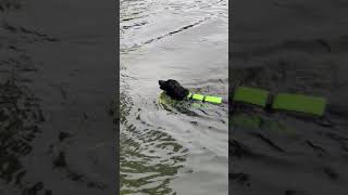 Milo fetching ball in water