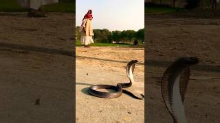 سانپ راستے پر  #kingcobra #shortvideo #kingsnake #shorts