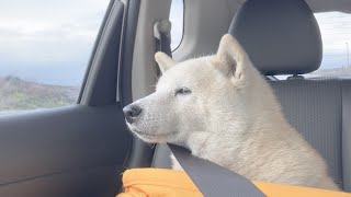 【桜と柴犬】車の後部座席に天使いた。