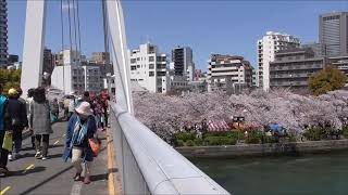 造幣局向かいにある、桜之宮公園で、桜が満開です。大阪市