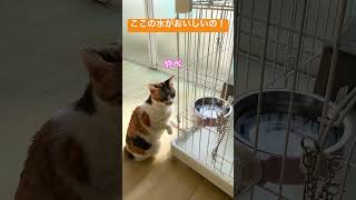 手で水を飲むキョロちゃん(それは小虎のお水だよww)#ねこ動画 #保護猫 #ゆらり