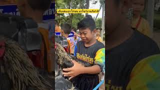 เด่นชัยไก่ชน เสี่ยเด่นเอาไก่มาโชว์กีฬาสีโรงเรียน