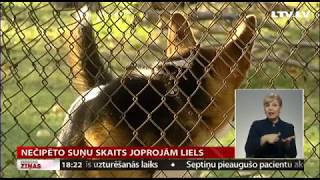 Nečipēto suņu skaits joprojām liels