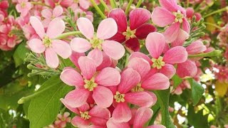 How To Grow Malati