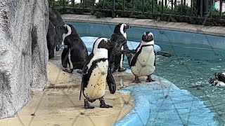 ペンギンのようすです。【未公開編】【上野動物園】