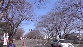 Japan Country 鹿児島県　出水　桜並木　満開とは言えないけど・・・