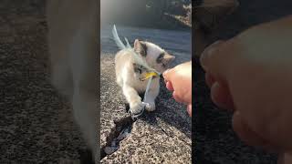 猫じゃらしに興味があるのかないのかわからない子猫。 #shorts #猫 #cat #猫のいる生活　#猫のいる暮らし　#猫好きさんと繋がりたい　#catslover