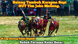 Salang Tambuh... Karapan Sapi HUT Tim Joko Melleng, Babak Pertama Kelas Besar Di Lap Rosong.