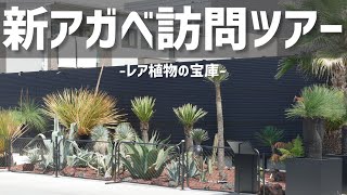 【アガベ訪問ツアー①】販売店の厳選レアコレクション紹介！アナザープランツ！