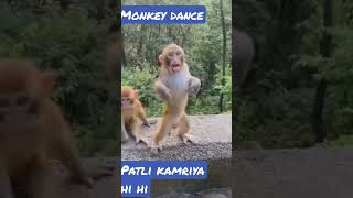 #viral 🐒bandar ka #dance #patlikamariya mor hi hi #video #monkeydance