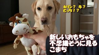 新しいおもちゃが手に入ったラブラドールレトリバー【こまちの日常動画】