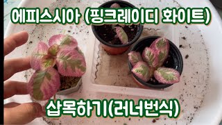 에피스시아 핑크레이디 화이트 | 에피스시아 삽목 | 에피스시아 번식시키기::| Episcia cutting