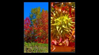 Oriental sweetgum or Turkish sweetgum (Liquidambar orientalis)