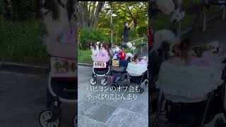 【パピヨンオフ会】犬猫マナーアップ夜みせ in 八幡屋公園#shorts