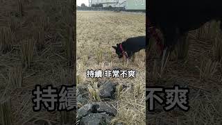 [台灣米克斯]089_2 時間是最好的解藥 就讓他調適恢復情緒(前情提要:驚驚非常喜歡GOOFY) #台灣犬 #台灣米克斯