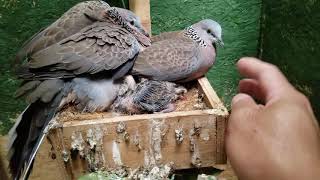 protective spotted dove parents