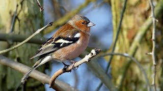 Male Common Chaffinch